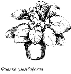 Комнатные растения: энергетические защитники или вампиры _20080319_145803.jpg