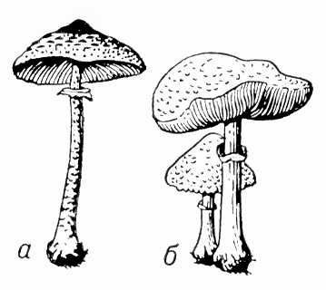 Большая Советская Энциклопедия (ГР) i009-001-222369133.jpg