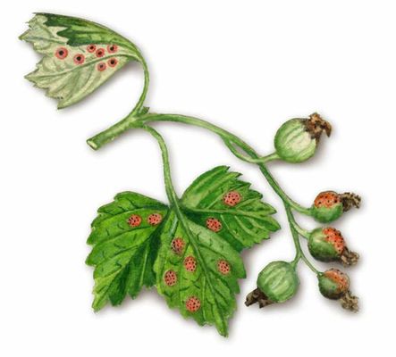 Большая Советская Энциклопедия (ГР) i009-001-216679245.jpg