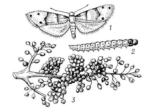 Большая Советская Энциклопедия (ГР) i009-001-220958082.jpg