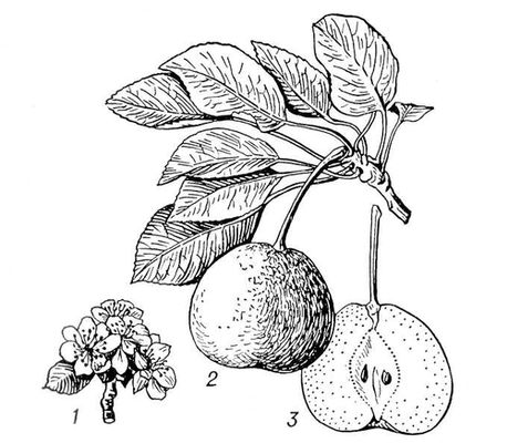 Большая Советская Энциклопедия (ГР) i009-001-228214774.jpg