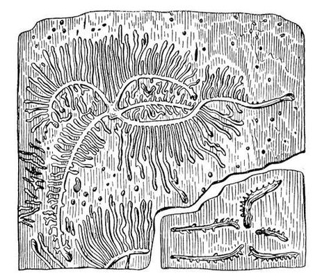 Большая Советская Энциклопедия (ГР) i008-pictures-001-296136901.jpg