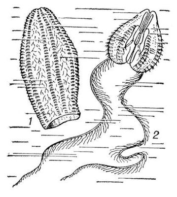 Большая Советская Энциклопедия (ГР) i010-001-262046332.jpg