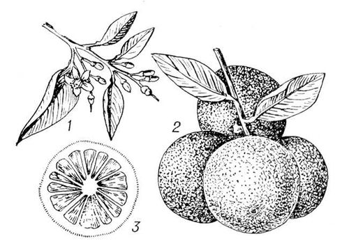 Большая Советская Энциклопедия (ГР) i009-001-229161720.jpg