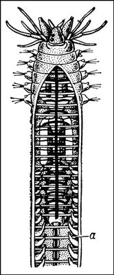 Большая Советская Энциклопедия (ДИ) i010-001-272912239.jpg