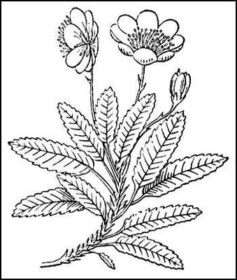 Большая Советская Энциклопедия (ДР) i009-001-235908535.jpg