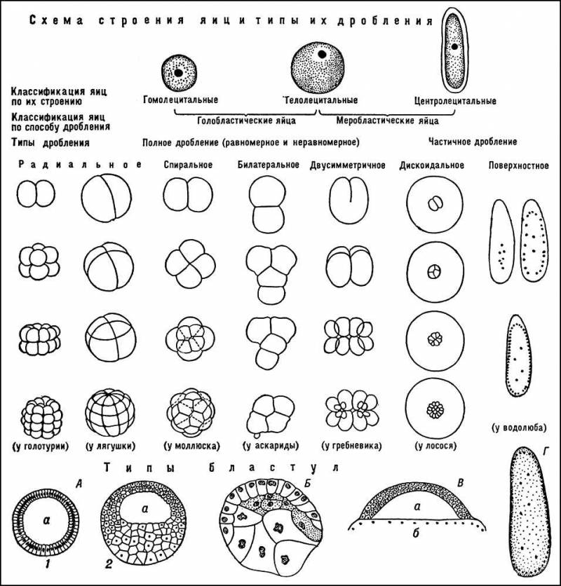 Большая Советская Энциклопедия (ДР) i010-001-280720975.jpg