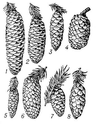 Большая Советская Энциклопедия (ЕЛ) i009-001-219037292.jpg