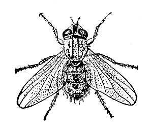 Большая Советская Энциклопедия (ЖИ) i009-001-219083043.jpg