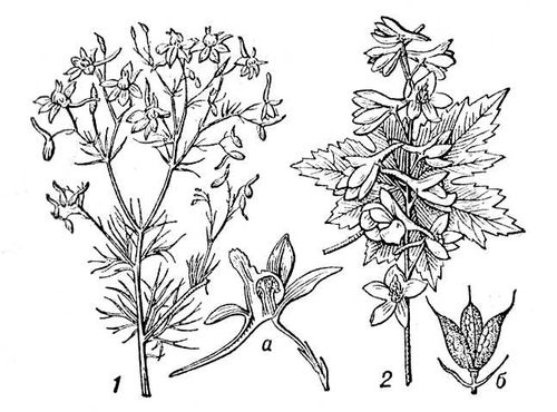 Большая Советская Энциклопедия (ЖИ) i010-001-256187651.jpg