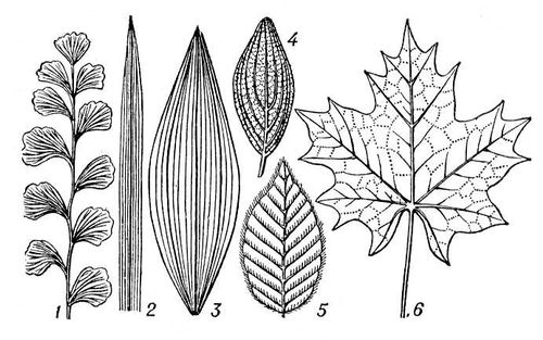 Большая Советская Энциклопедия (ЖИ) i010-001-282167418.jpg