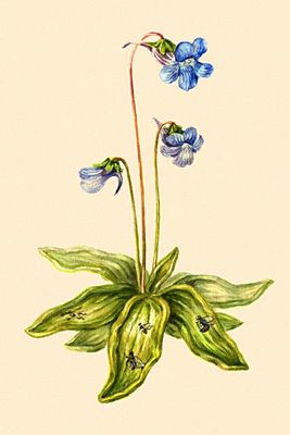 Большая Советская Энциклопедия (ЖИ) i010-001-265563815.jpg