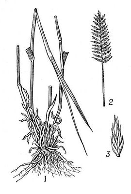 Большая Советская Энциклопедия (ЖИ) i009-001-210680465.jpg