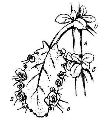 Большая Советская Энциклопедия (ЖИ) i009-001-209234043.jpg