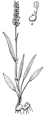 Большая Советская Энциклопедия (ЖИ) i010-001-268800675.jpg