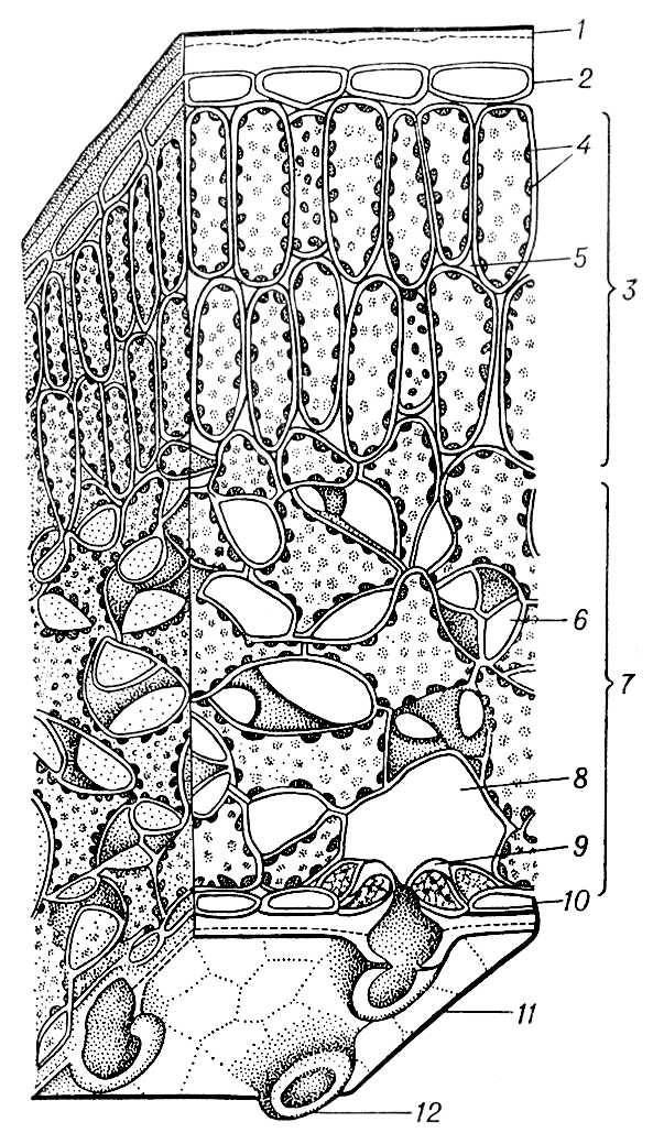 Большая Советская Энциклопедия (ЛИ) i010-001-279903617.jpg