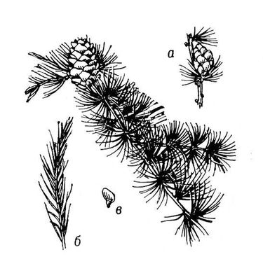 Большая Советская Энциклопедия (ЛИ) i009-001-224769418.jpg
