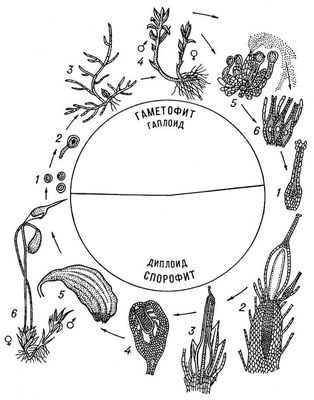 Большая Советская Энциклопедия (ЛИ) i009-001-221145701.jpg