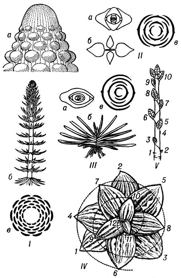 Большая Советская Энциклопедия (ЛИ) i009-001-223591915.jpg