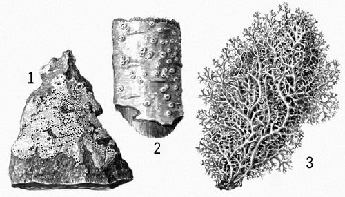 Большая Советская Энциклопедия (ЛИ) i010-001-270336952.jpg