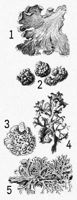 Большая Советская Энциклопедия (ЛИ) i010-001-284547158.jpg