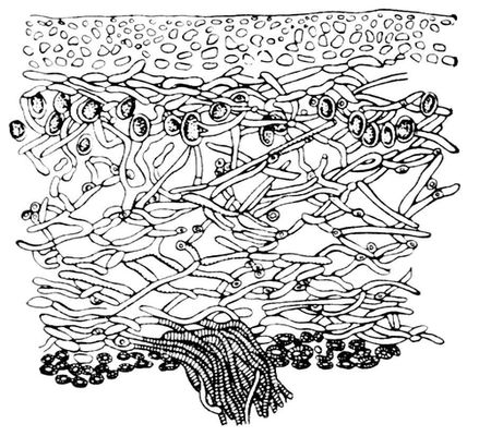 Большая Советская Энциклопедия (ЛИ) i010-001-287742418.jpg