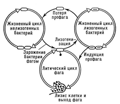 Большая Советская Энциклопедия (ЛИ) i008-pictures-001-299161577.jpg