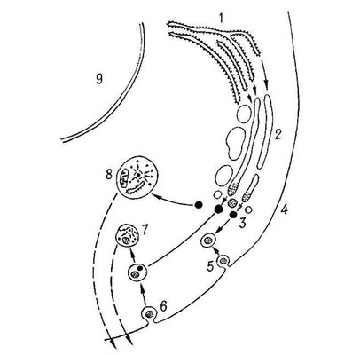 Большая Советская Энциклопедия (ЛИ) i009-001-200886443.jpg