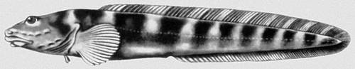 Большая Советская Энциклопедия (ЛИ) i009-001-231902749.jpg