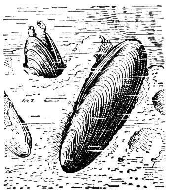 Большая Советская Энциклопедия (МО) i010-001-284333720.jpg