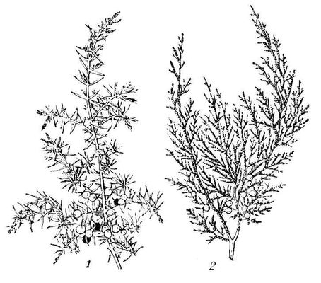 Большая Советская Энциклопедия (МО) i009-001-210896850.jpg
