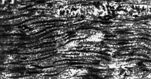 Большая Советская Энциклопедия (МЫ) i009-001-206305504.jpg