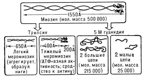 Большая Советская Энциклопедия (МЫ) i009-001-237565588.jpg