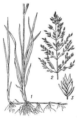 Большая Советская Энциклопедия (МЯ) i009-001-226755198.jpg