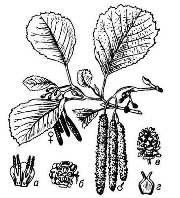 Большая Советская Энциклопедия (ОЛ) i010-001-245076392.jpg