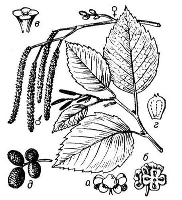 Большая Советская Энциклопедия (ОЛ) i010-001-284326385.jpg