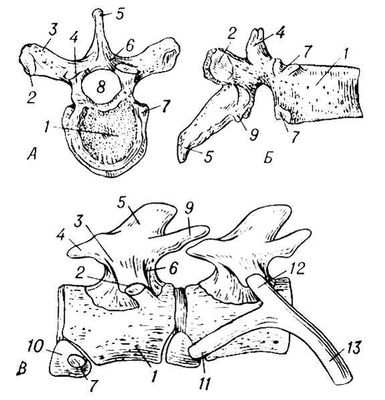 Большая Советская Энциклопедия (ПО) i009-001-241587320.jpg
