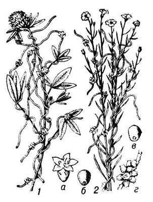 Большая Советская Энциклопедия (ПО) i010-001-260596766.jpg