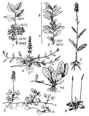 Большая Советская Энциклопедия (ПО) i009-001-220822794.jpg