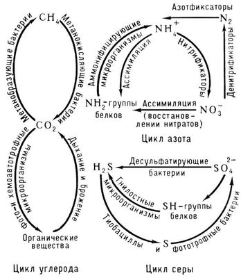 Большая Советская Энциклопедия (ПО) i009-001-223480590.jpg