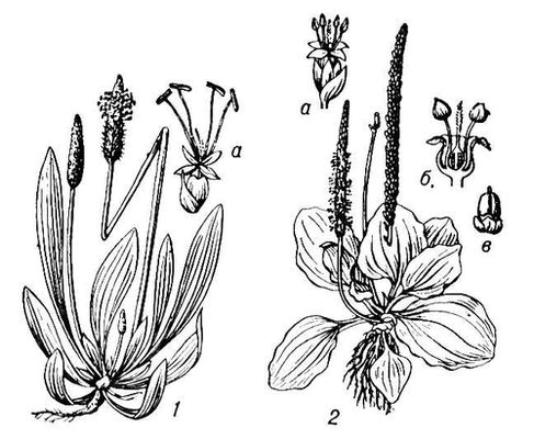 Большая Советская Энциклопедия (ПО) i009-001-237051539.jpg