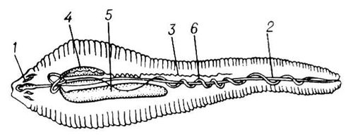 Большая Советская Энциклопедия (ПЯ) i010-001-248145079.jpg