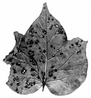 Большая Советская Энциклопедия (ПЯ) i008-pictures-001-288291798.jpg
