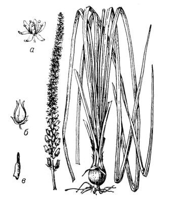 Большая Советская Энциклопедия (СХ) i010-001-247359455.jpg