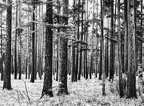 Большая Советская Энциклопедия (ТА) i008-pictures-001-295474515.jpg