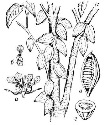 Большая Советская Энциклопедия (ТЕ) i009-001-235395850.jpg