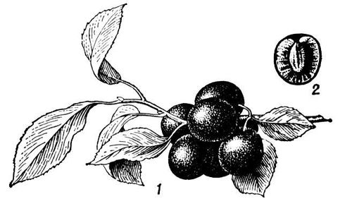 Большая Советская Энциклопедия (ТЕ) i010-001-270054311.jpg