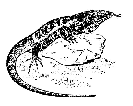Большая Советская Энциклопедия (ТЕ) i009-001-215707360.jpg