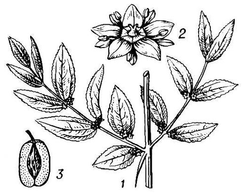 Большая Советская Энциклопедия (УН) i010-001-255275829.jpg