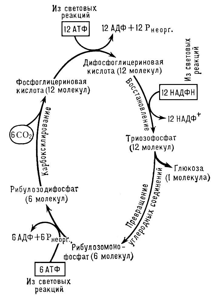 Большая Советская Энциклопедия (ФО) i009-001-225895130.jpg